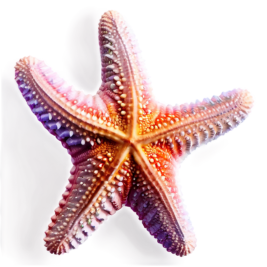 Starfish Transparent Png Acr78