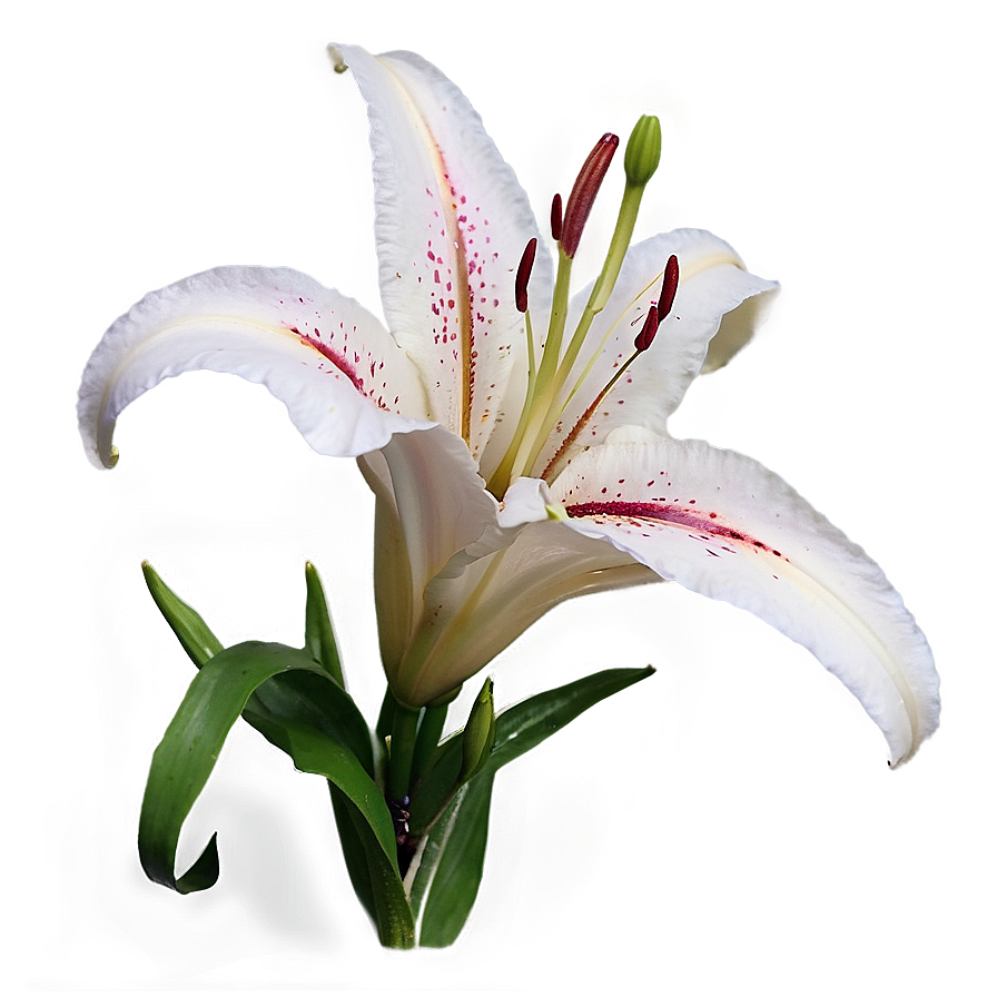 Stargazer Lily Close-up Png Uvj