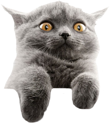 Startled Gray Cat Meme