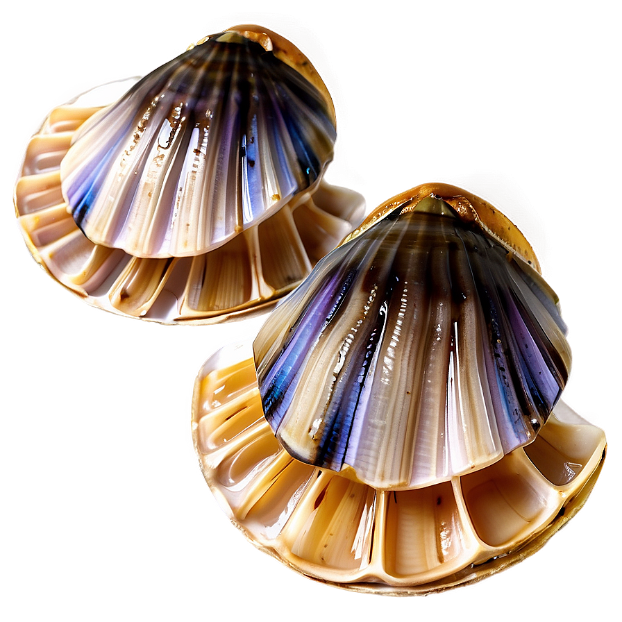 Steamed Clam Delicacy Png Xoi