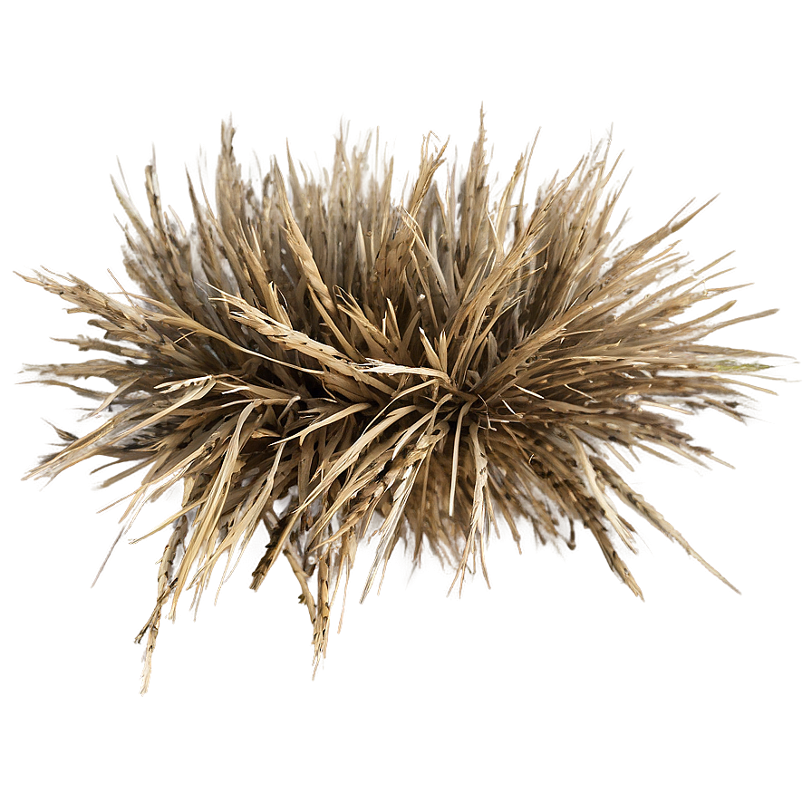 Straw-like Dry Grass Png Tam