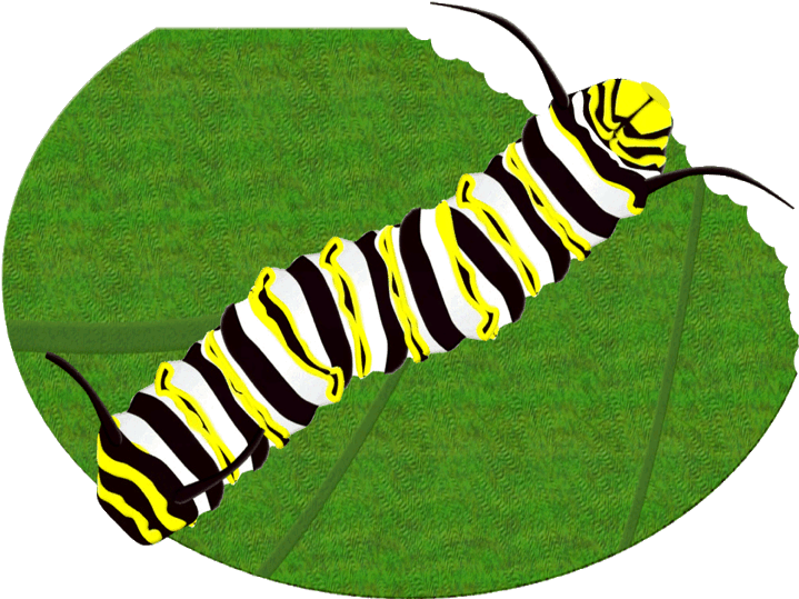 Striped Caterpillaron Leaf