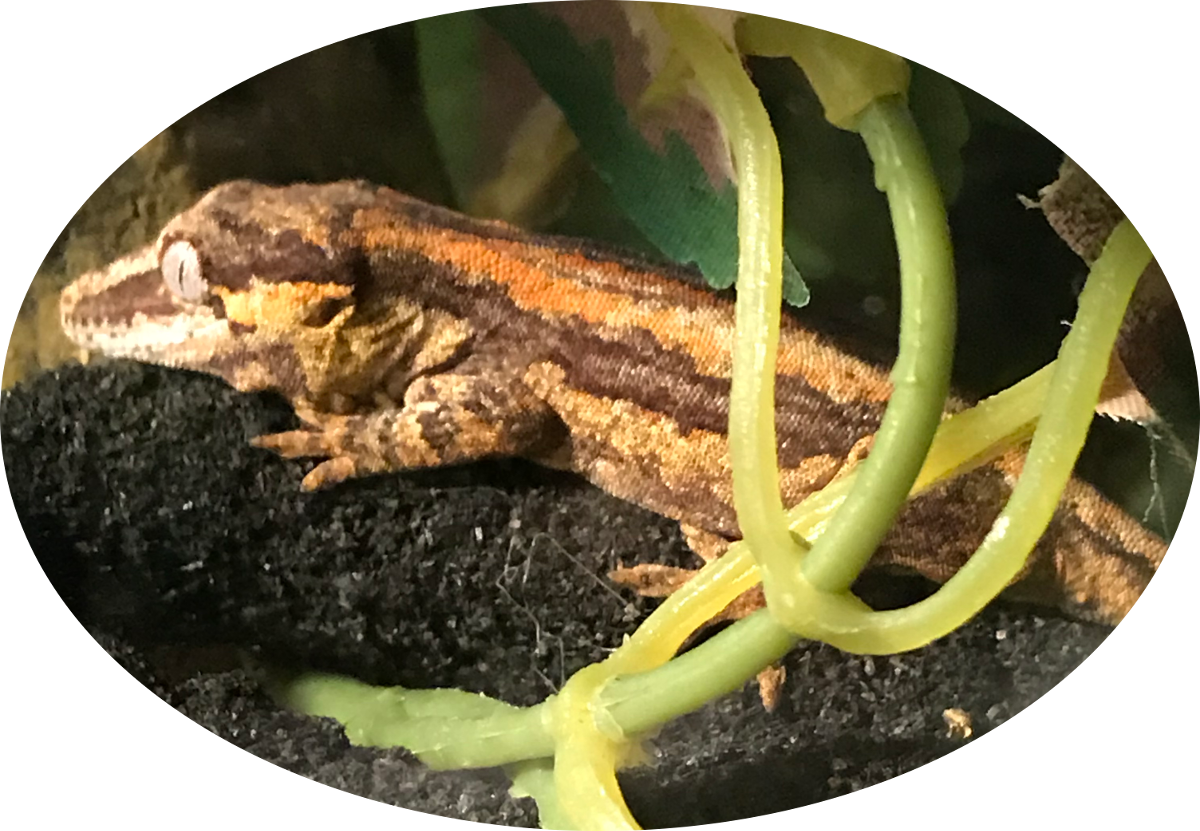 Striped Gecko Resting