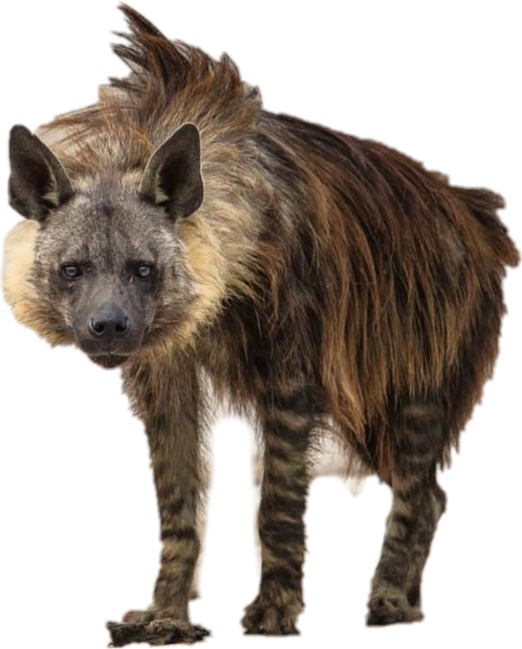 Striped Hyena Standing Transparent Background