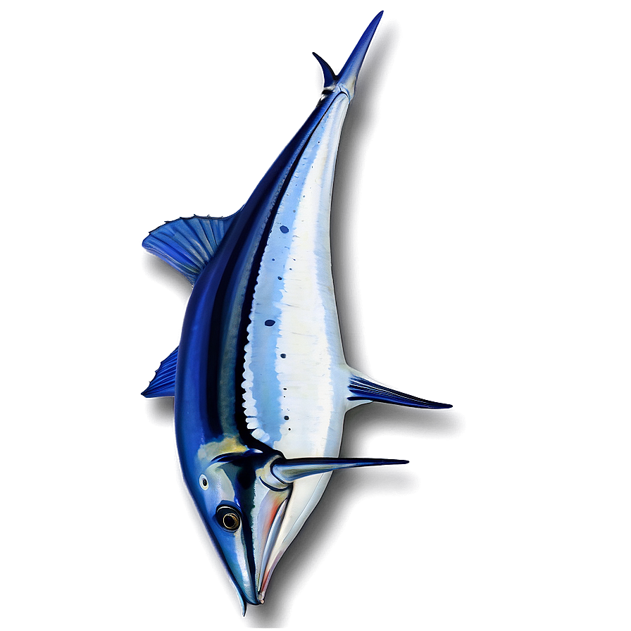 Striped Marlin Png 06242024