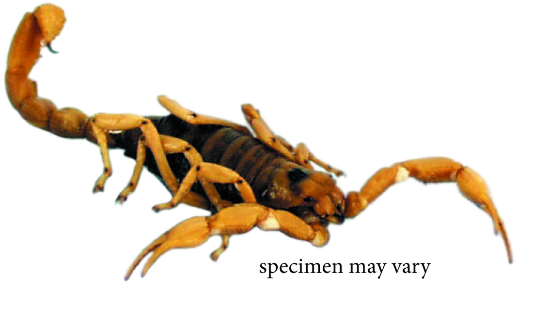 Striped Scorpion Specimen.png