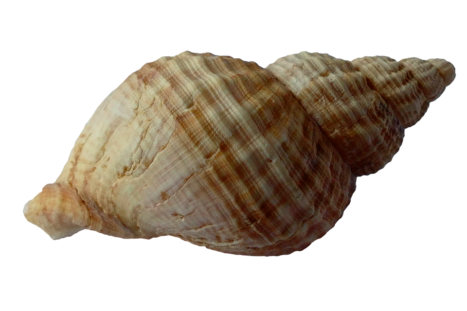 Striped Sea Shell Isolated