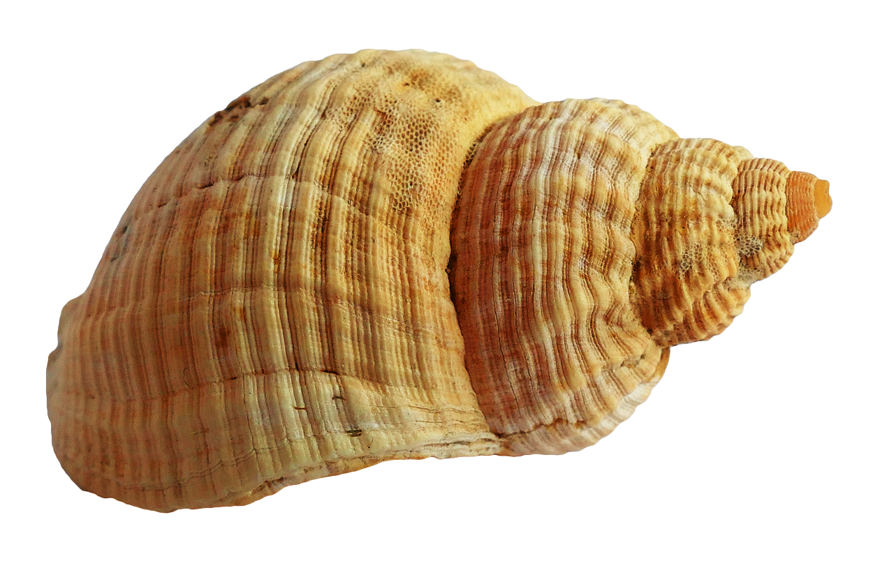 Striped Sea Shell Isolated