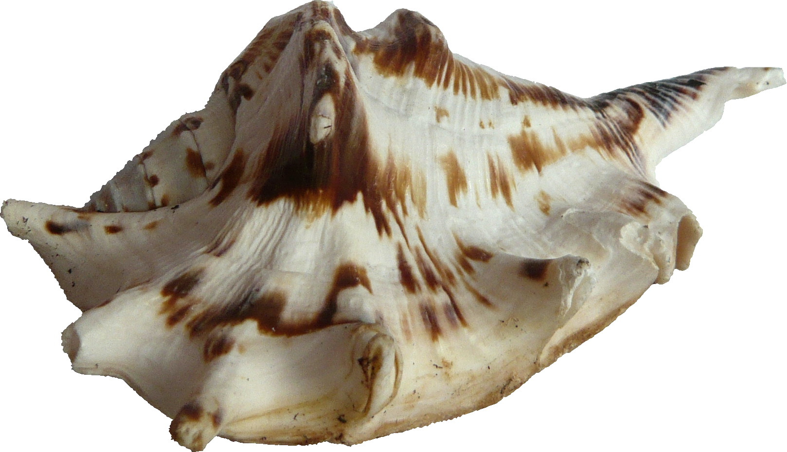 Striped Seashell Isolated.png