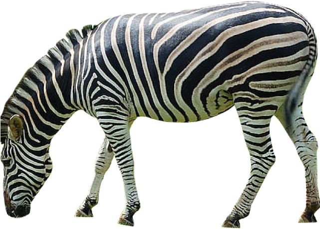 Striped Zebra Isolated.png