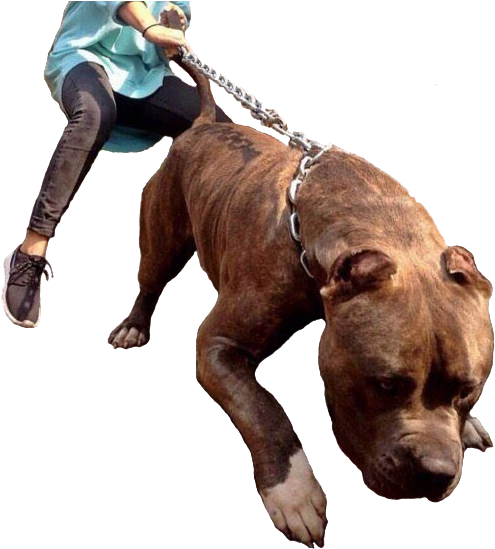 Strong Pitbullon Leash