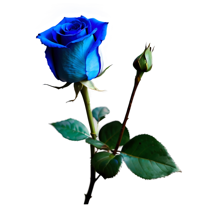 Stunning Blue Rose Png 06202024