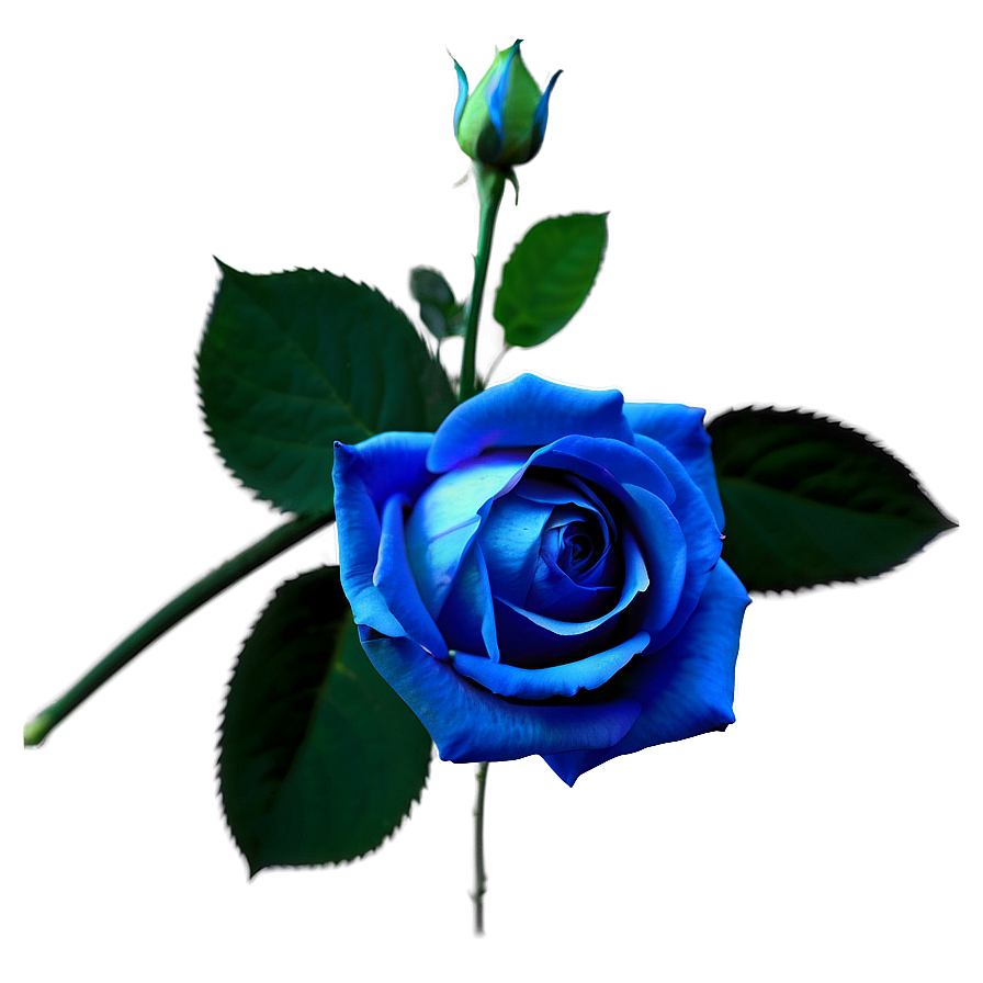 Stunning Blue Rose Png 82