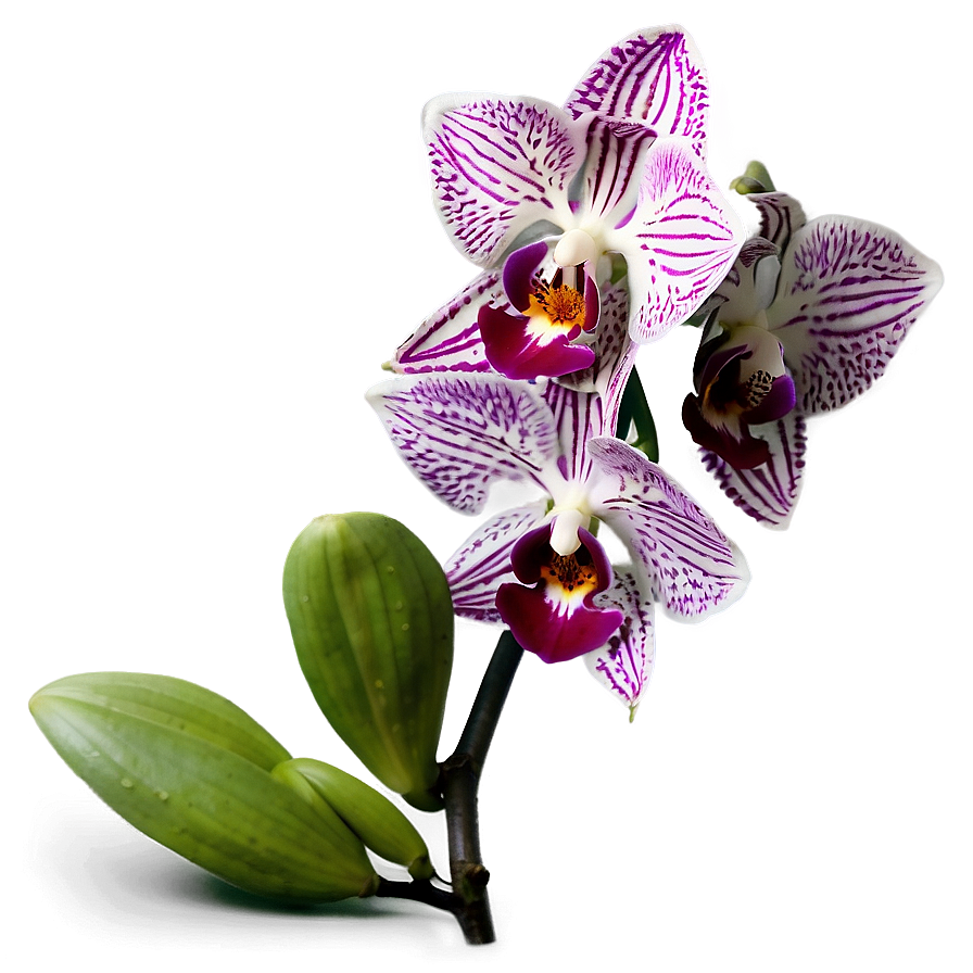 Stunning Orchid Png 34