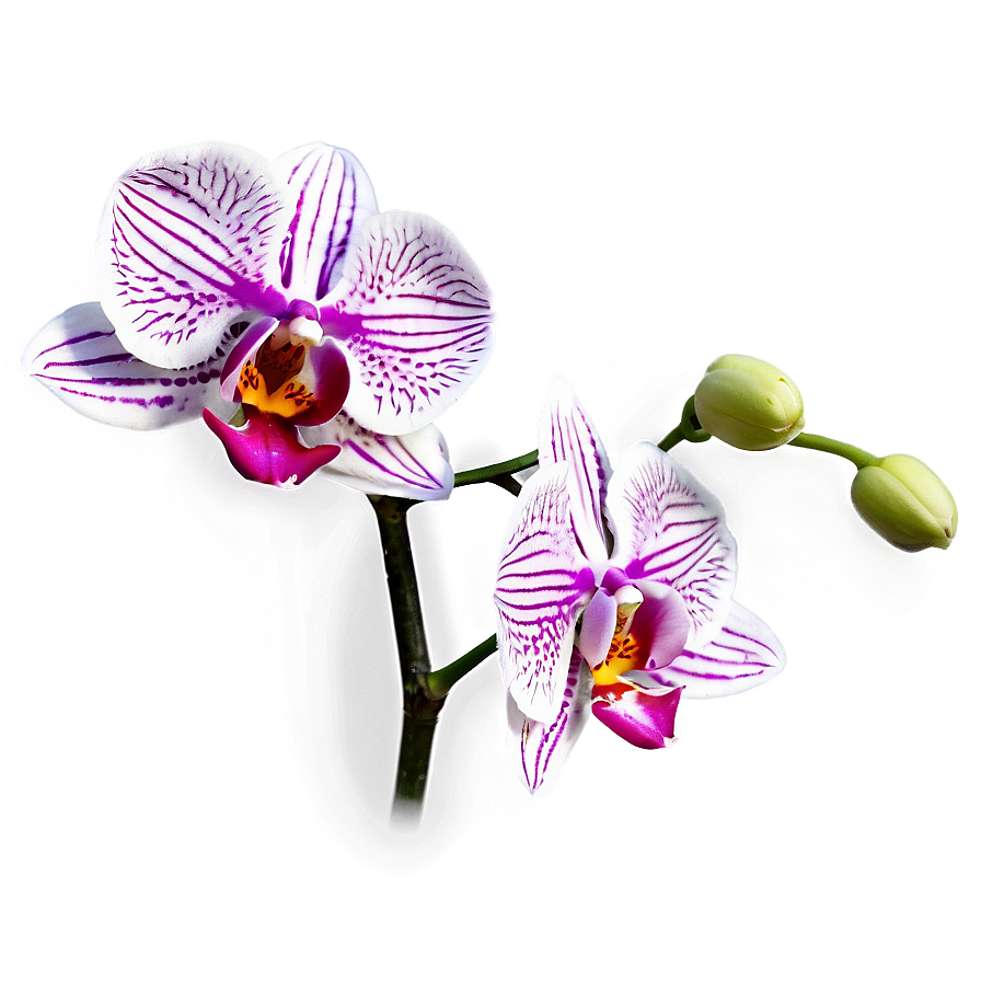 Stunning Orchid Png Wab27