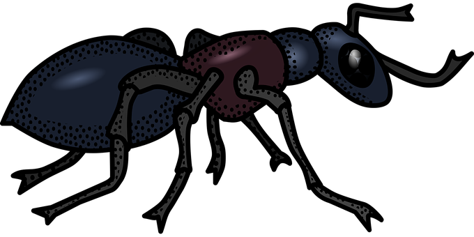 Stylized Ant Illustration