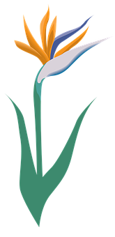 Stylized Birdof Paradise Flower Illustration