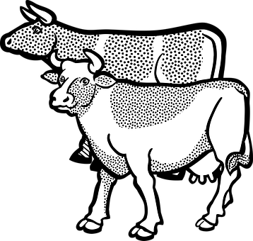 Stylized Blackand White Cows Illustration