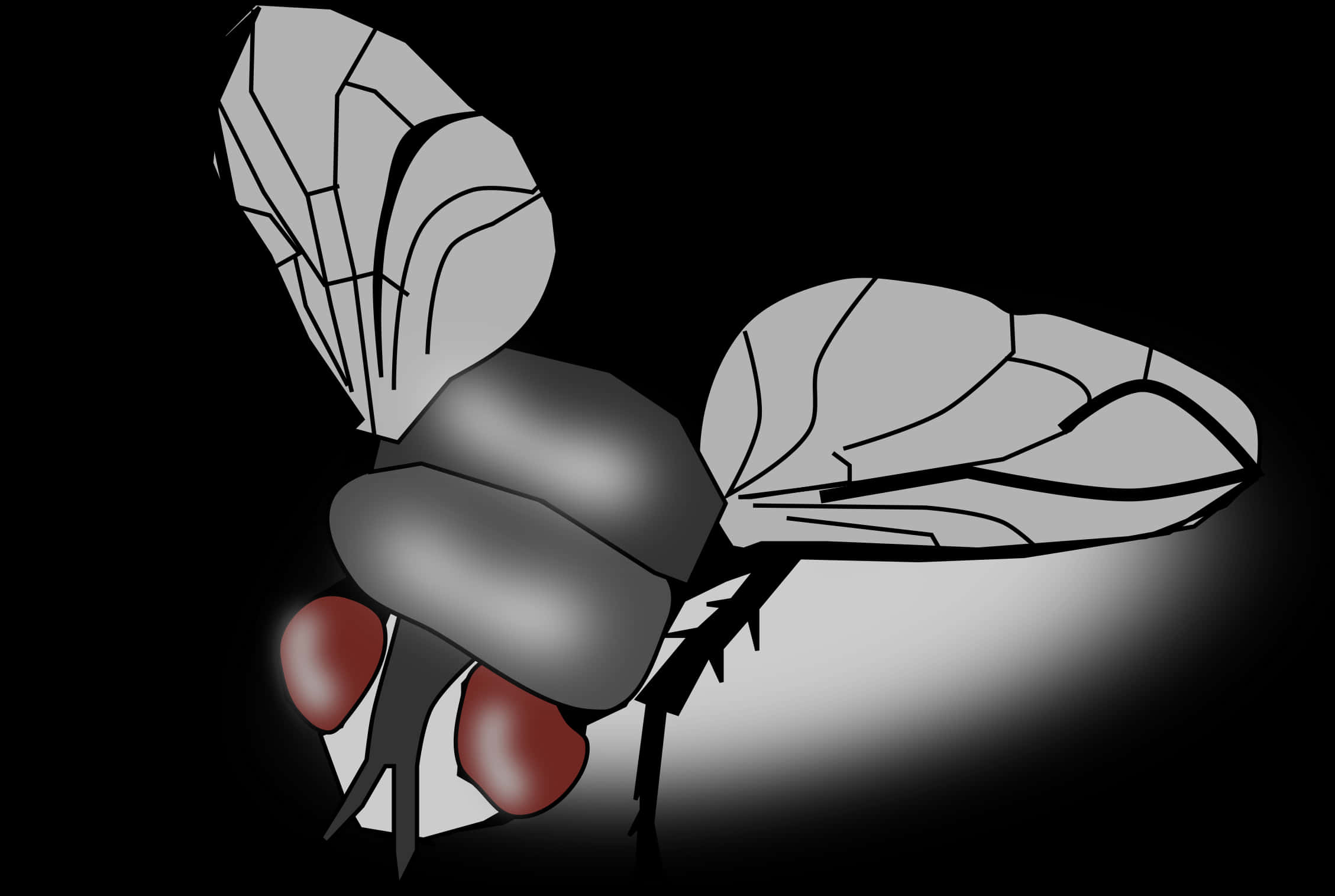 Stylized Blackand White Fly Illustration