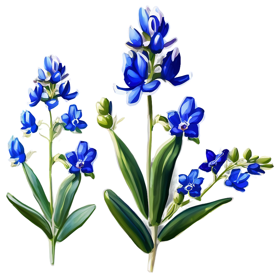 Stylized Bluebonnet Portrait Png Ibu63