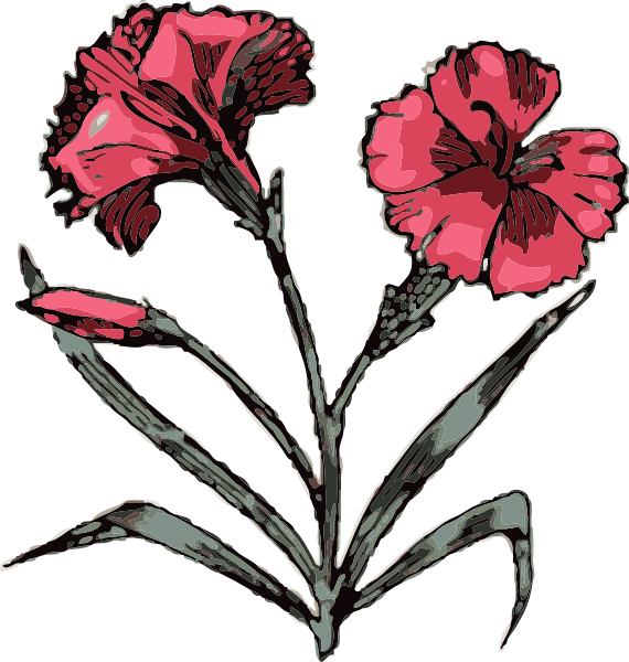 Stylized Carnation Illustration