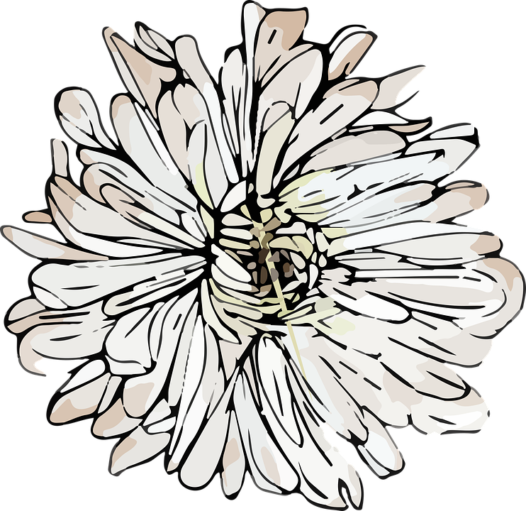 Stylized Chrysanthemum Illustration