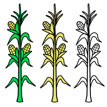 Stylized Corn Stalks Illustration