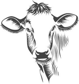 Stylized Cow Portrait Black Background