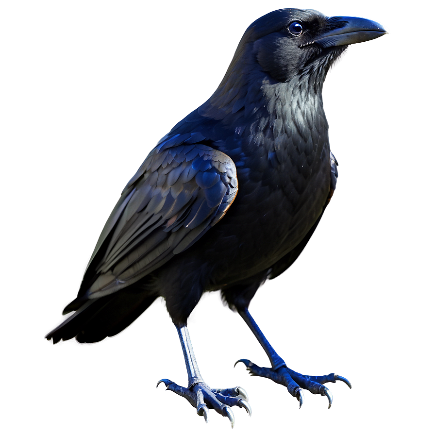 Stylized Crow Png Qmq