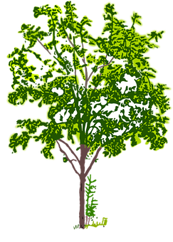 Stylized Green Tree Illustration