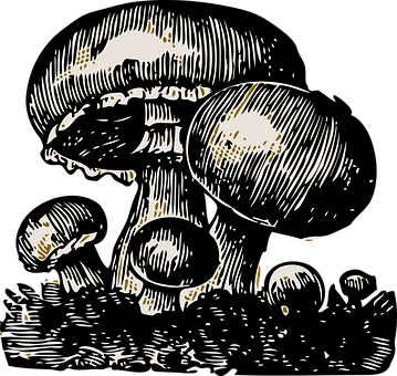 Stylized Mushroom Illustration