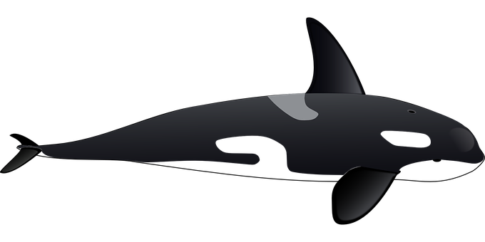 Stylized Orca Graphic