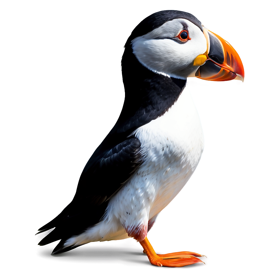 Stylized Puffin Graphic Png Mpq