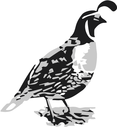 Stylized Quail Graphic