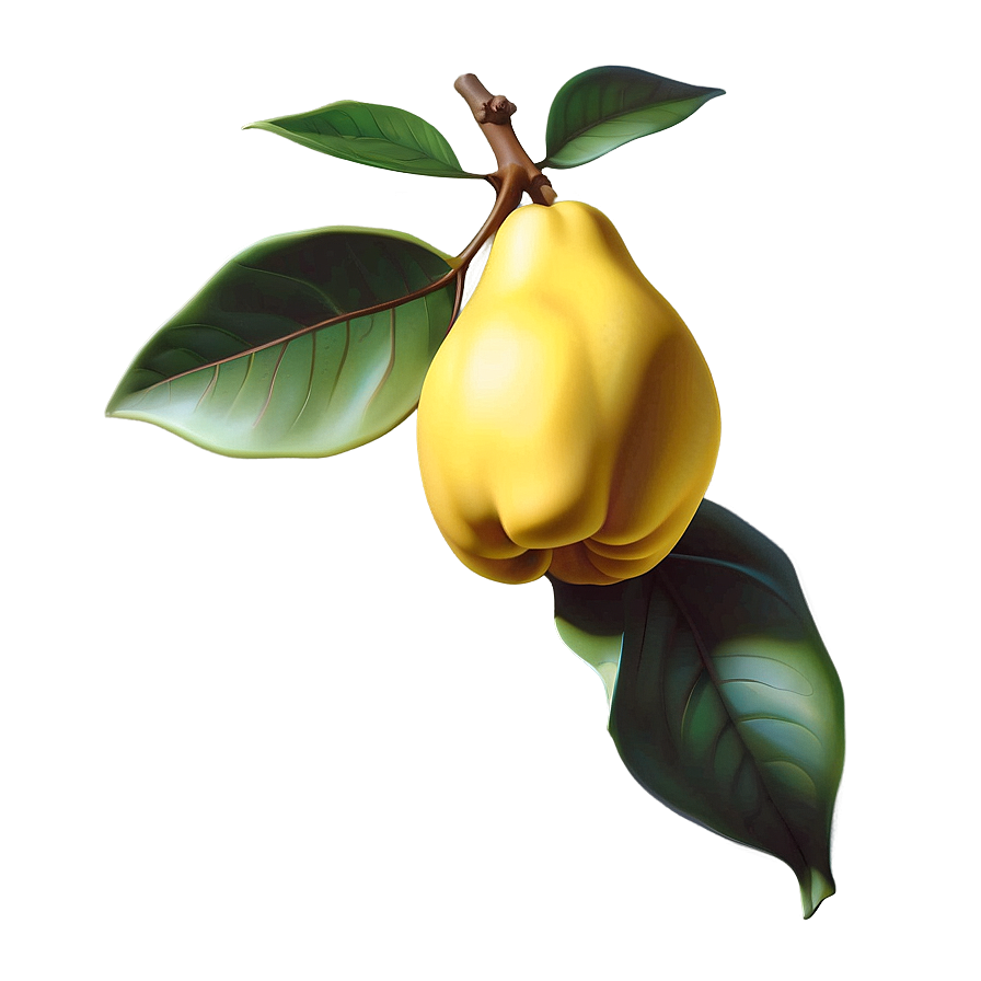 Stylized Quince Icon Png Umv