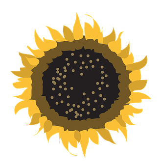 Stylized Sunflower Graphic