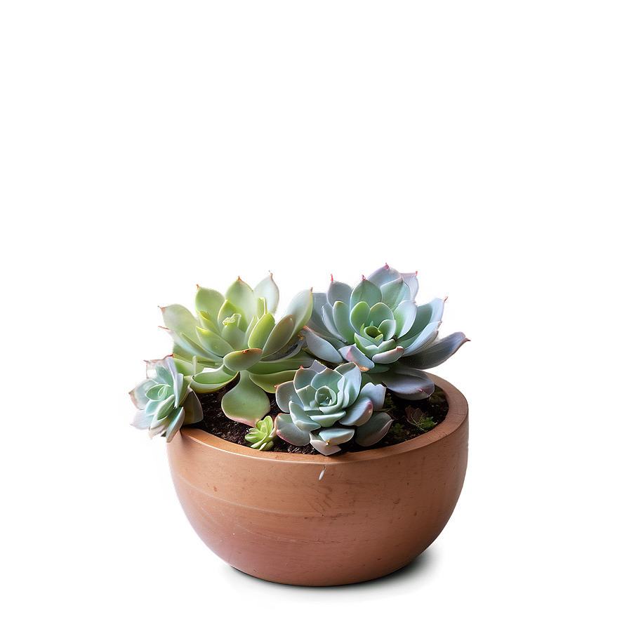 Succulent Arrangement Png Wbq