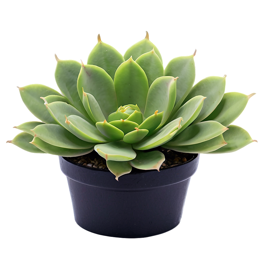 Succulent Houseplant Png 06202024