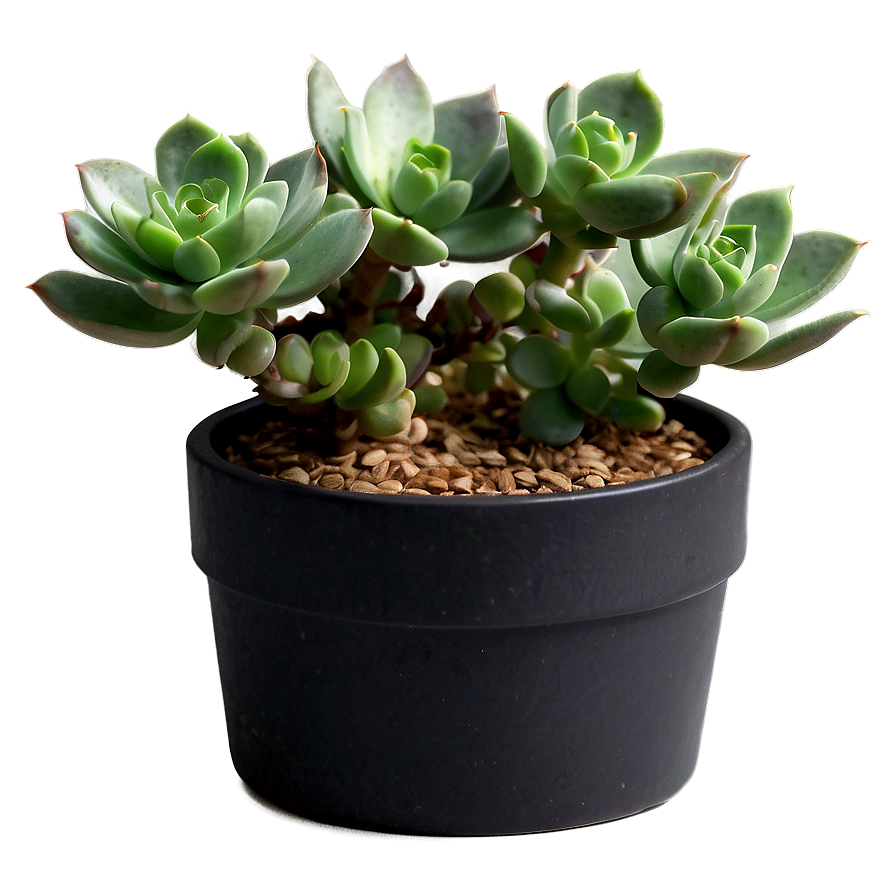 Succulent Houseplant Png 06202024