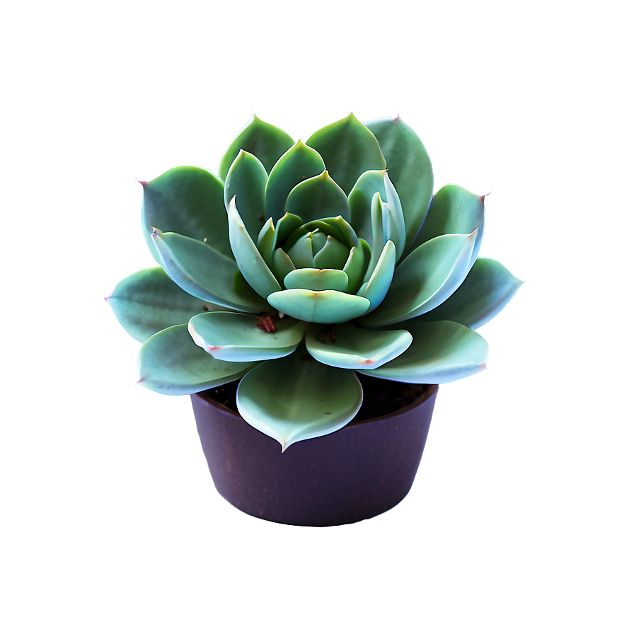 Succulent Houseplant Png 86