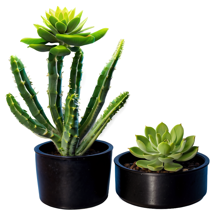 Succulent Houseplant Png Pcn