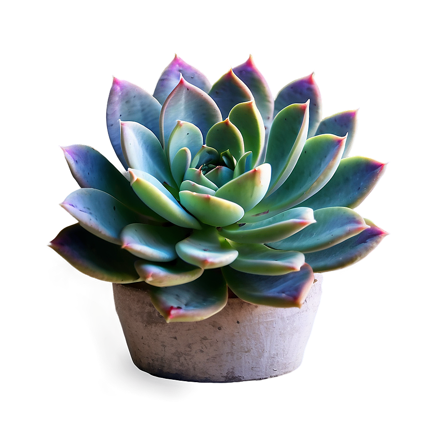 Succulent Plant Png 05242024