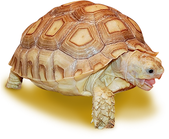 Sulcata Tortoise Yawningon Yellow Background