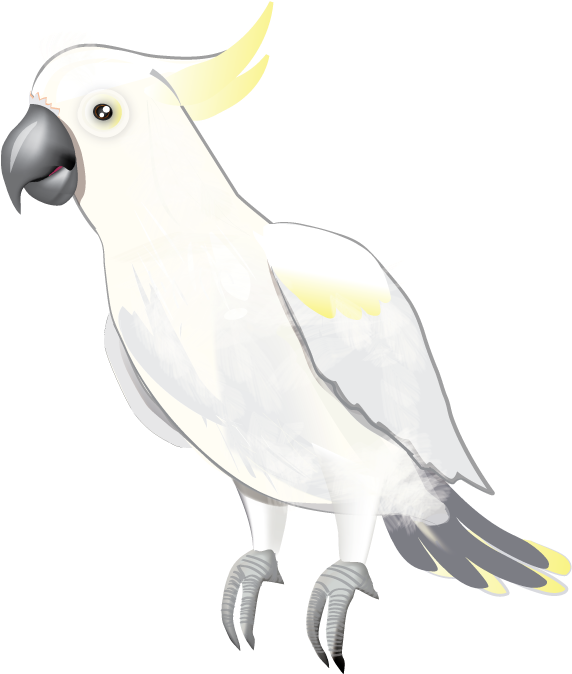 Sulphur Crested Cockatoo Illustration