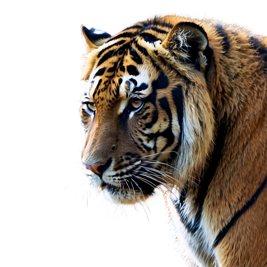 Sumatran Tiger Png 97