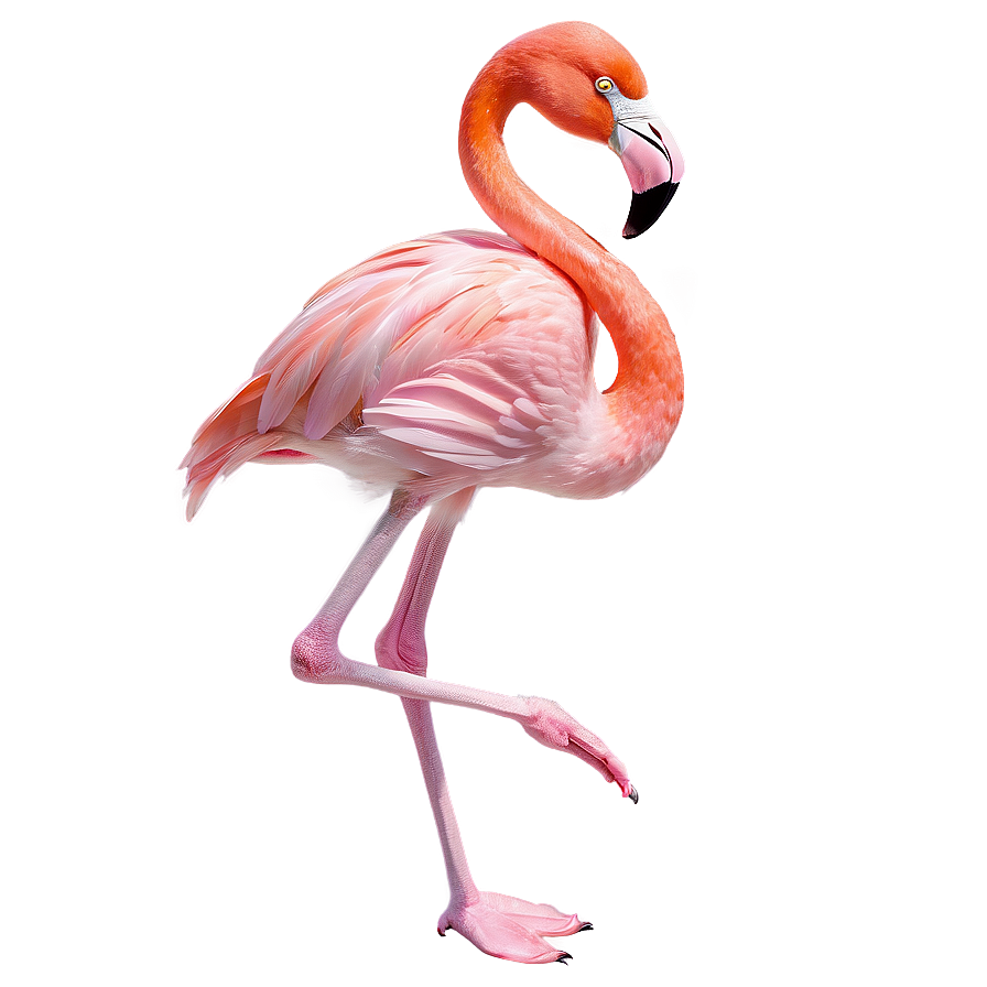 Summer Flamingo Paradise Png Xia