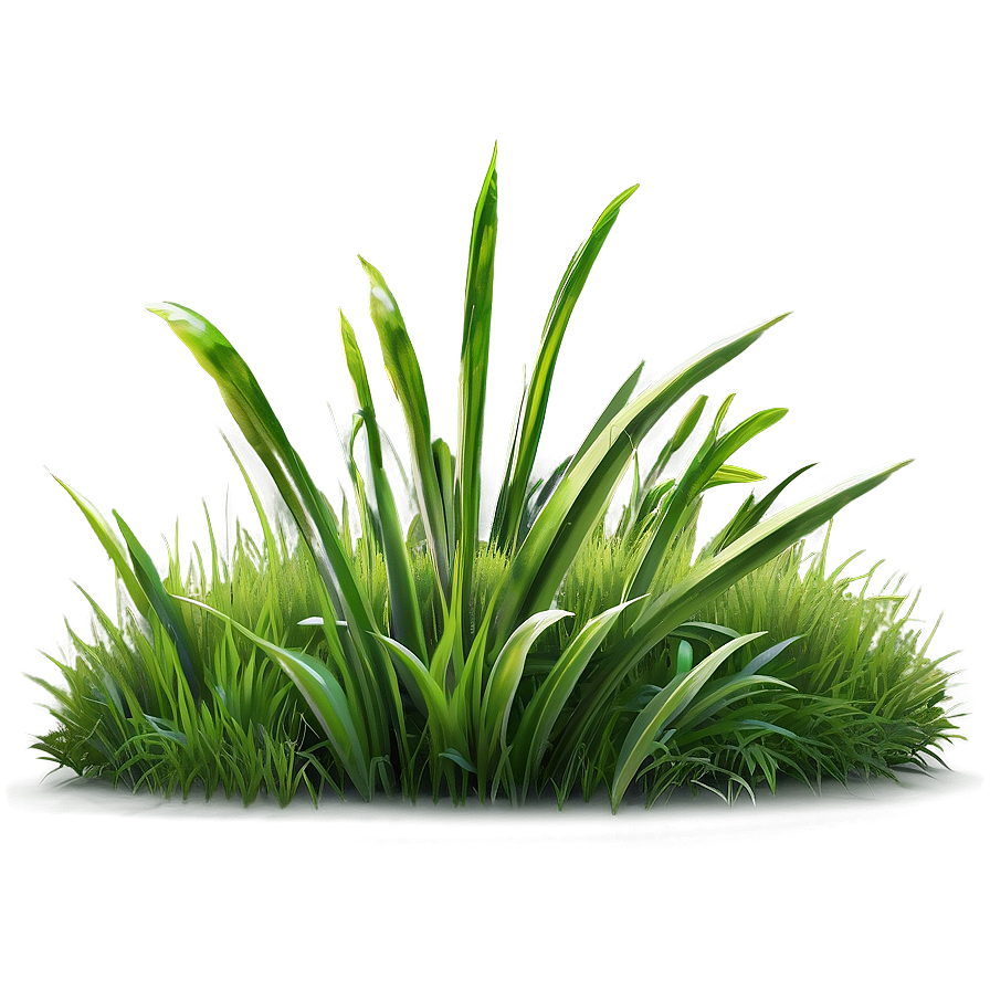 Summer Green Grass Png 94