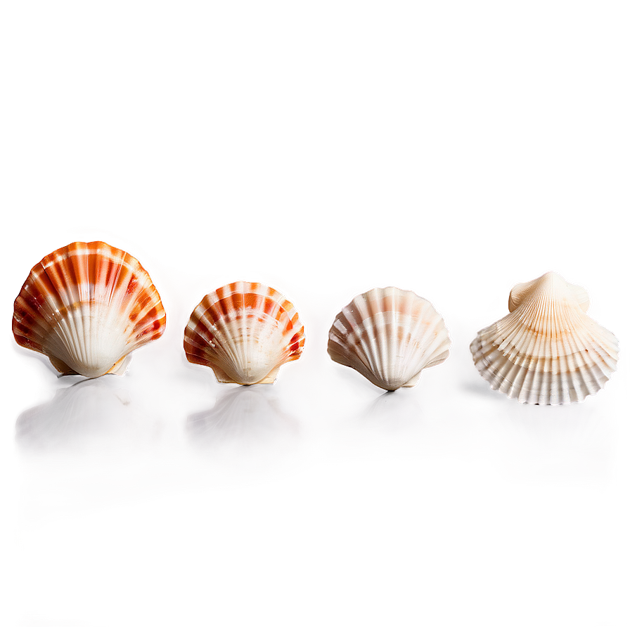 Summer Seashell Collection Png 05212024