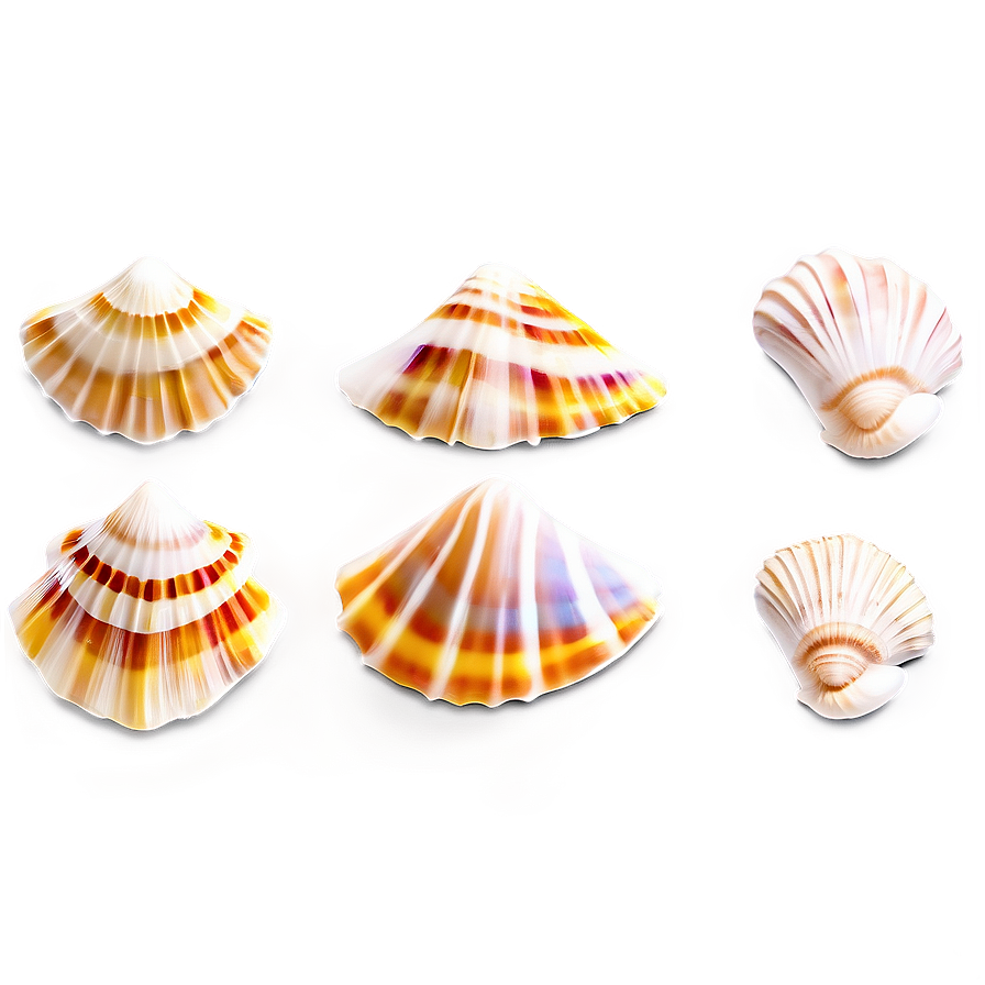 Summer Seashell Collection Png Iyh