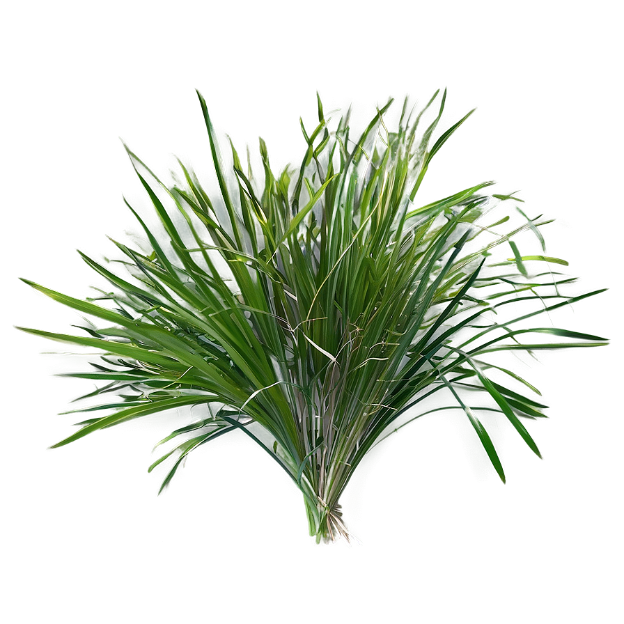 Summer Wild Grass Png Juk57